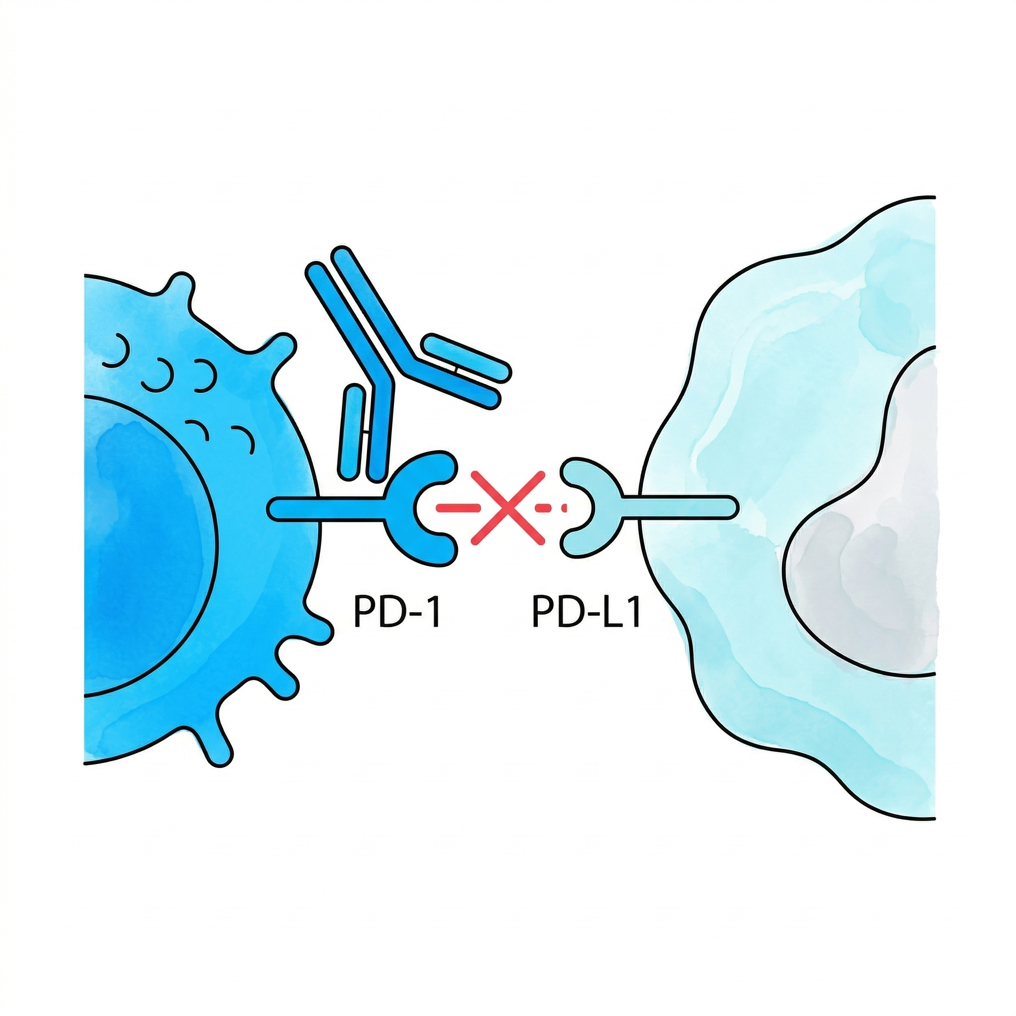 Kontrol Noktası İnhibisyonu — PD-1/PD-L1 blokajı
